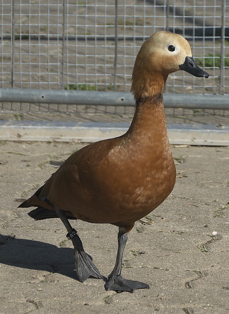 调整打法