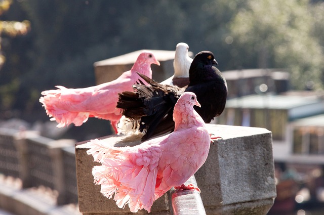 真正的传奇 真正的传奇